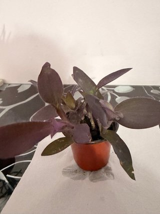 Intercambio de plantas | También venta