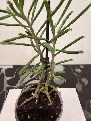 Intercambio de plantas | También venta