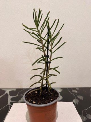 Intercambio de plantas | También venta