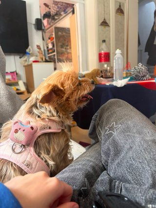 Paseo perros Málaga- 10€/30min