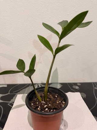 Intercambio de plantas | También venta