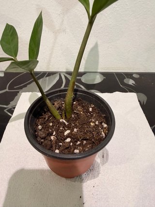 Intercambio de plantas | También venta
