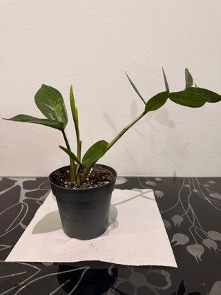 Intercambio de plantas | También venta