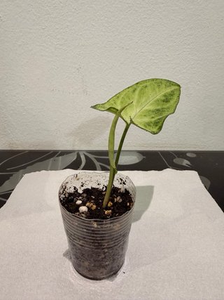 Intercambio de plantas | También venta