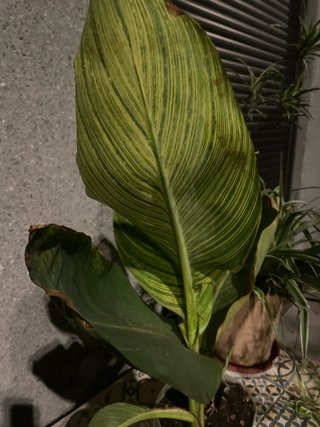 Lote 3 plantas de jardín