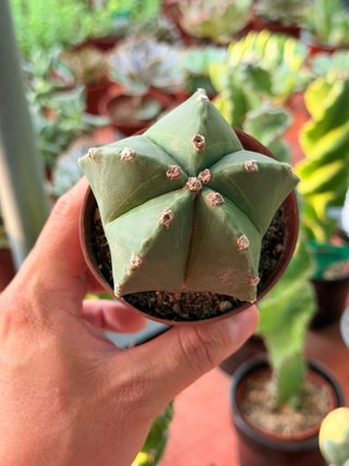Cactus de colección en maceta 8,5cm