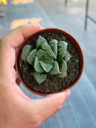 Planta Haworthia en maceta 8.5cm
