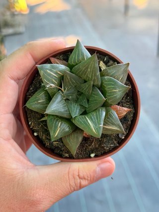 Haworthia en maceta 8.5cm