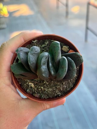 Planta Haworthia en maceta 8.5cm