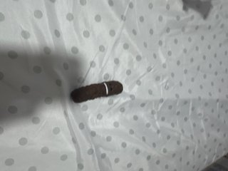 Juego de mesa Atrapa la Caca