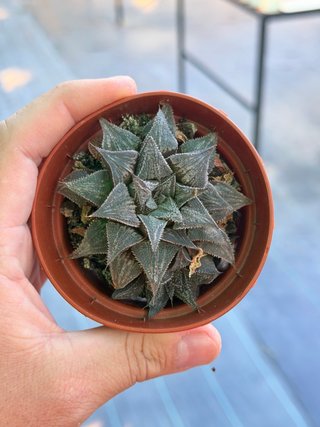 Haworthia en maceta 8.5cm