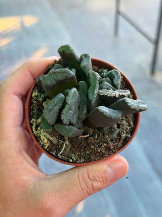 Planta Haworthia en maceta 8.5cm