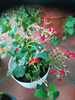 Lote 6 plantas