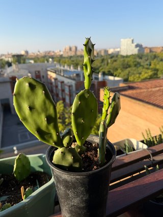 Cactus Opuntia Flor Amarillo-Naranja Maceta Alta