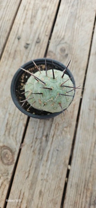 Tephrocactus geometricus