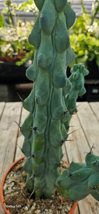 Myrtillocactus "Boobies"
