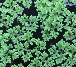 Lote 3 plantas de acuario