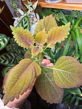 Planta Coleo