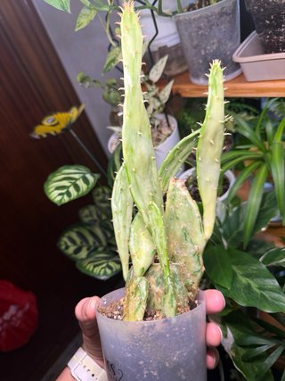 Cactus variegado