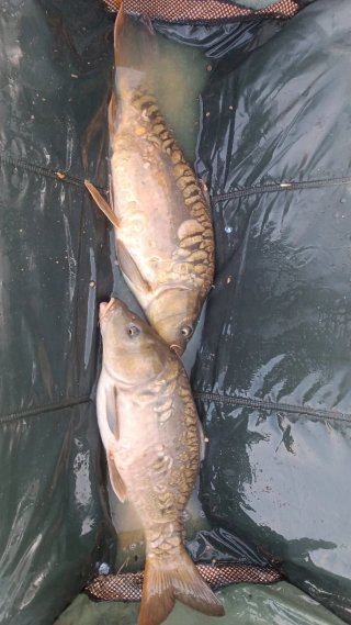 Chufas fermentadas para carpfishing  5 kilos
