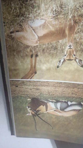 África, 2 tomos
