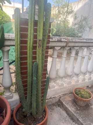 Cactus grande con maceta