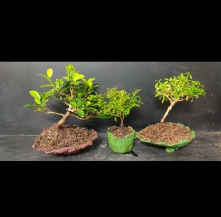 Ultima OFERTA!!! Lote 3 bonsais: Ficus, Rosal y Se