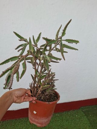 Planta Kalanchoe Daigremontiana Grande