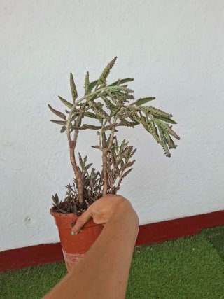 Planta Kalanchoe Daigremontiana Grande