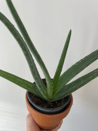 Planta Aloe Vera en Maceta de Barro