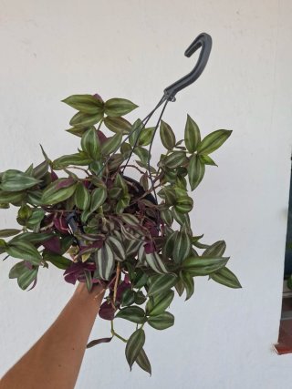 Tradescantia Zebrina Colgante Grande