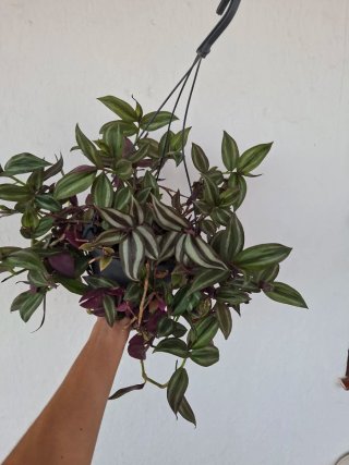 Tradescantia Zebrina Colgante Grande