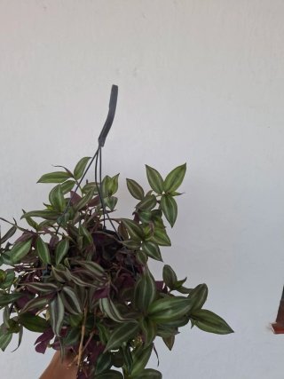Tradescantia Zebrina Colgante Grande