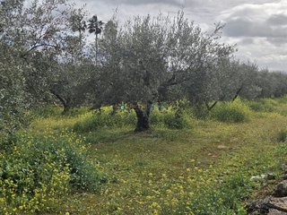 Terreno en venta en Benigánim