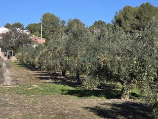 Terreno en venta en Benigánim