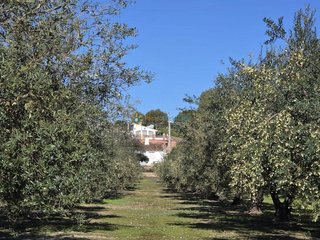 Terreno en venta en Benigánim