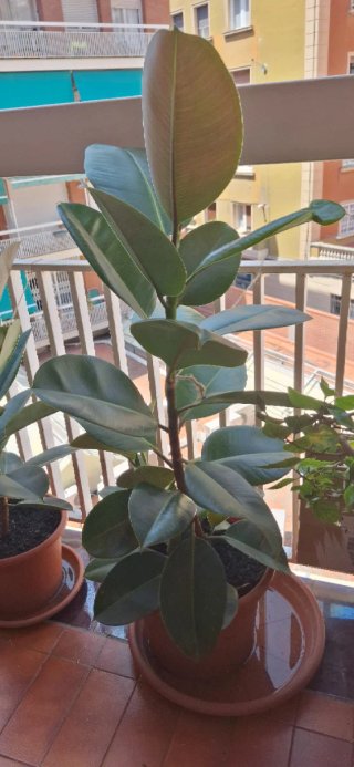 Ficus Elástica Planta Grande