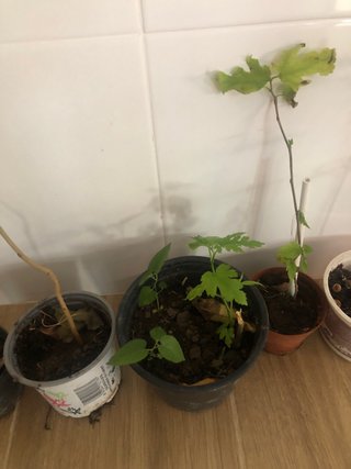 6 Plantas jóvenes de morera