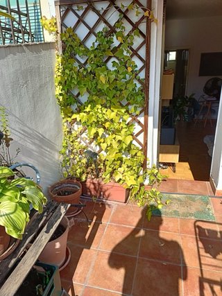 Plantas de exterior con maceta