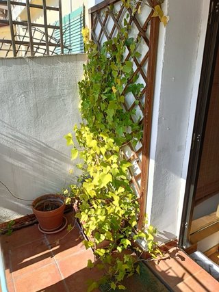 Plantas de exterior con maceta