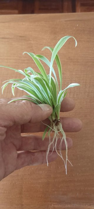 Esquejes de planta cinta