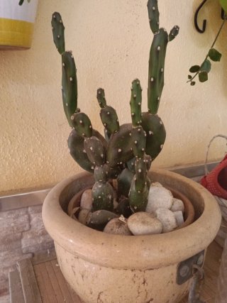 Cactus sin espinas en maceta