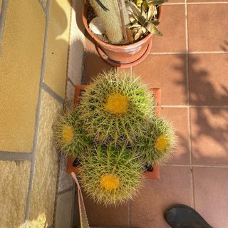 Cactus grande en maceta