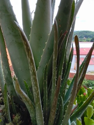 Planta Aloe Vera
