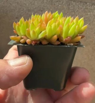 Orostechys japonica ( Exclusiva Colección)
