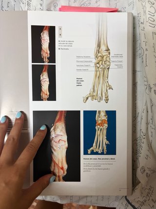 Anatomía del perro protocolos de disección