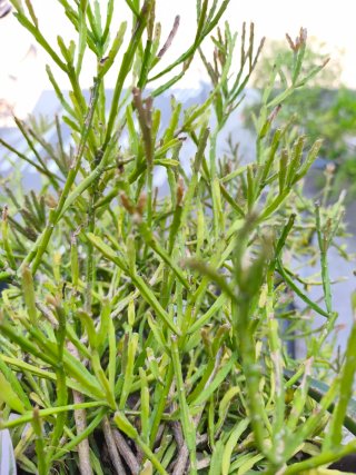 Esquejes de suculenta Rhipsalis