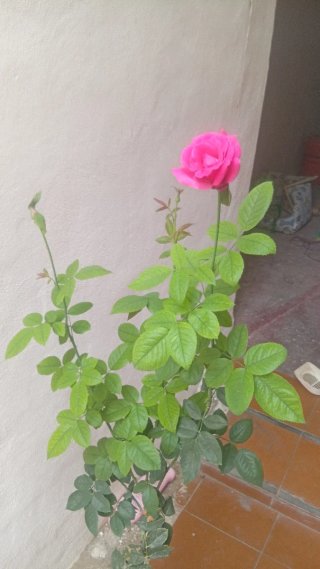 Rosal alto de maceta