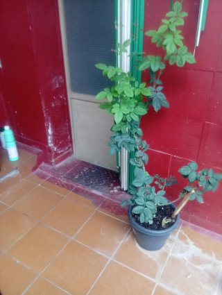 Rosal alto de maceta