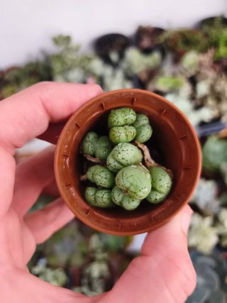 Conopitum 5.5cm